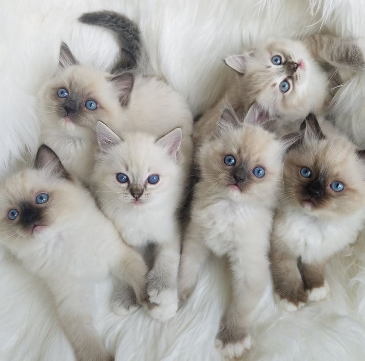 Ragdoll kitten for sale in Australia