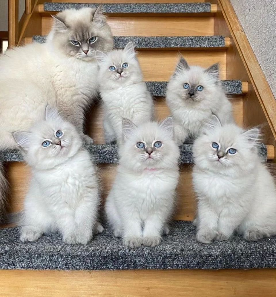 An Infinite Royal Kittens Home kitten
