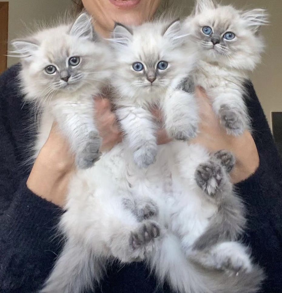 A family member cradling three fluffy kittens at home