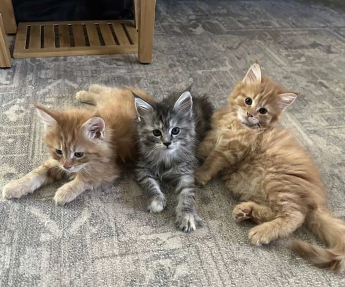 An Infinite Royal Kittens Home kitten