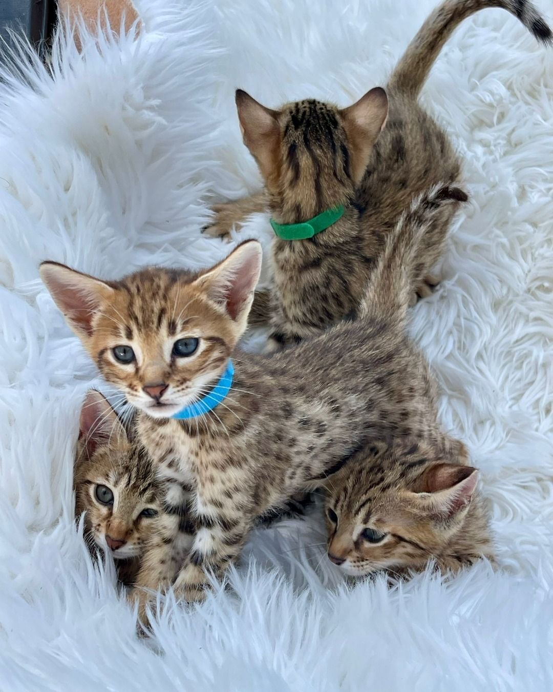 An Infinite Royal Kittens Home kitten