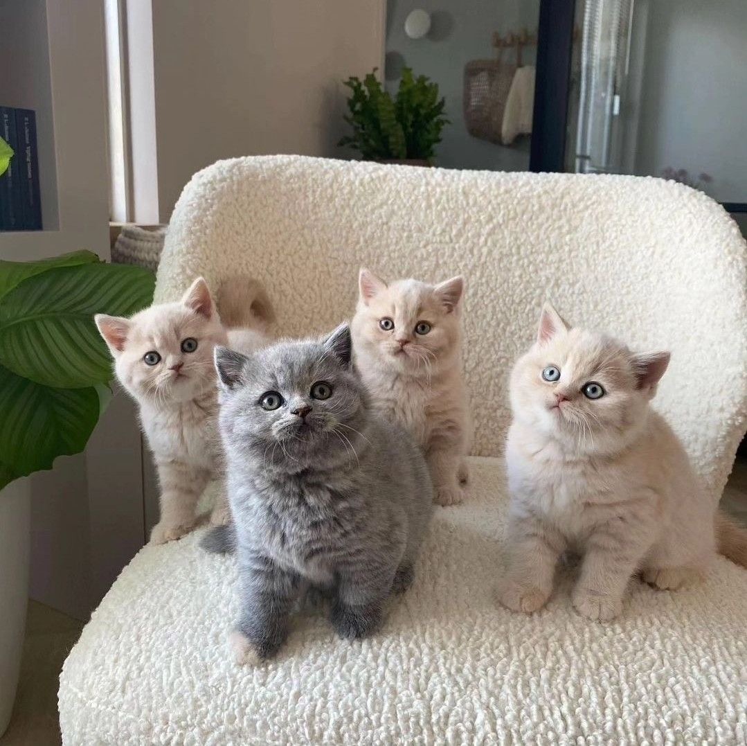 An Infinite Royal Kittens Home kitten