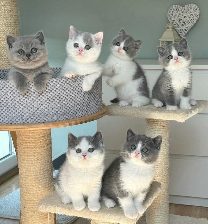 An Infinite Royal Kittens Home kitten